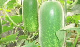 吃瓜是什么意思.52每日大瓜视频,52每日大瓜视频带你领略娱乐圈风云变幻